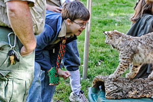 Wow it's a Bobcat!